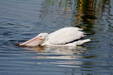 American White Pelican