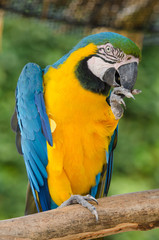 Beautiful blue and gold macaw parrot eating feed