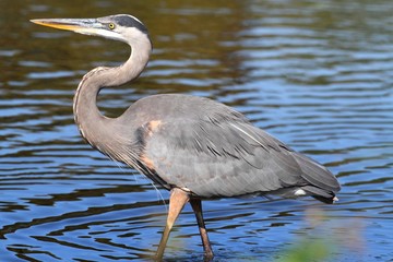 Fototapeta premium Great Blue Heron (Ardea Herodias)