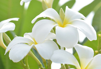 white and yellow frangipani flowers with leaves in background