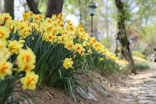 Daffodil Path