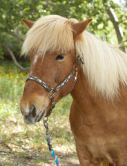 Obraz premium Cute Icelandic Pony 