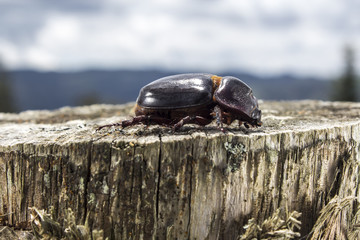 Oryctes nasicornis (Hembra)