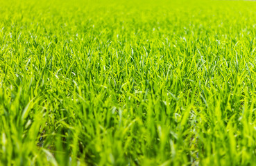 Fototapeta premium Rice, green leafy background