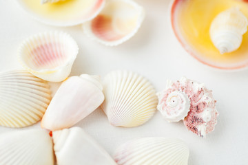 Fototapeta na wymiar Seashells