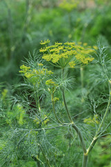 dill plant and flower