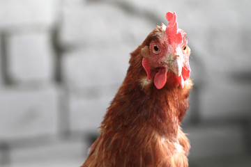 pea plant with flowers background