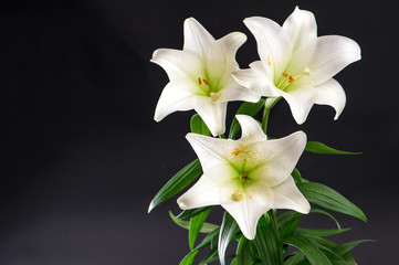 Obraz premium Lily flowers bouquet on black background
