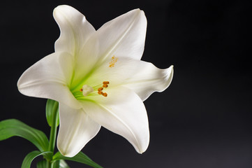 Fototapeta na wymiar White lily flower blossom over black background. Condolence card