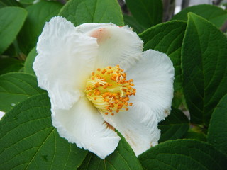 夏椿