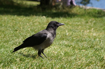 Nebelkrähe im Park auf der Wiese