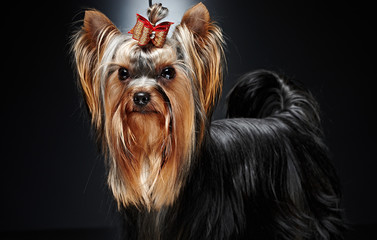 Cute little yorkie dog.