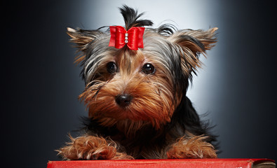 Cute little yorkie dog.