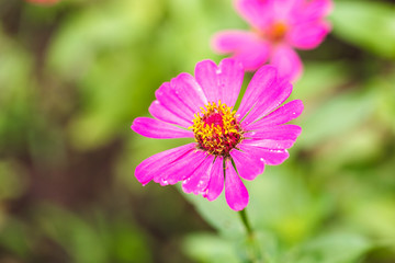 Obraz premium Pink Zinnia flower in garden backaground.