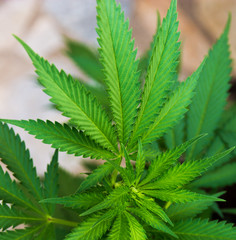 Green leafs of Hemp Cannabis, marijuana