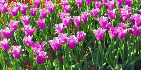 Obraz na płótnie Canvas purple flowers tulips