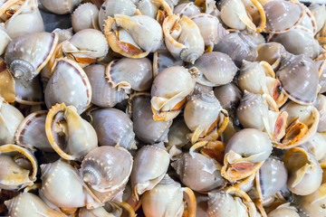 shellfish cooking seafood.