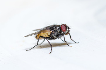 Common house fly