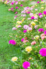 Common Purslane(Verdolaga, Pigweed, Little Hogweed, Pusley) in t