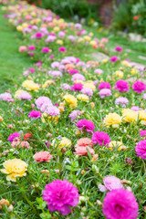 Common Purslane(Verdolaga, Pigweed, Little Hogweed, Pusley) in t