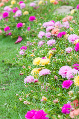 Common Purslane(Verdolaga, Pigweed, Little Hogweed, Pusley) in t