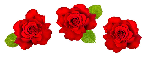 Red rose with green leaves isolated on white. Flower head