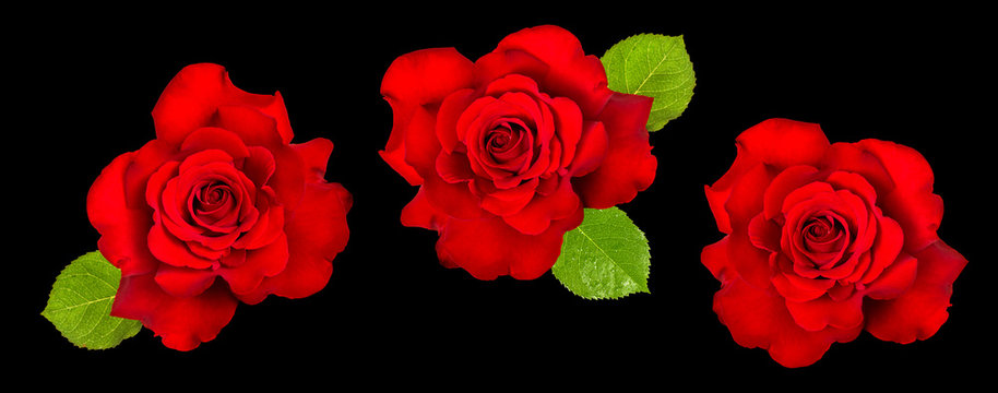 Red rose with green leaves on black background. Flower head