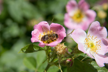 Kleine Bauernrose mit Biene