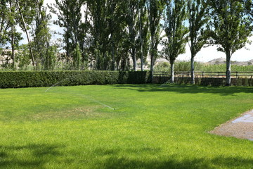 Arrosage de la pelouse