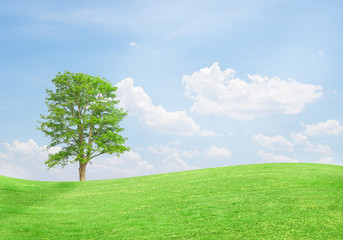 Naklejka na ściany i meble Field,tree and blue sky