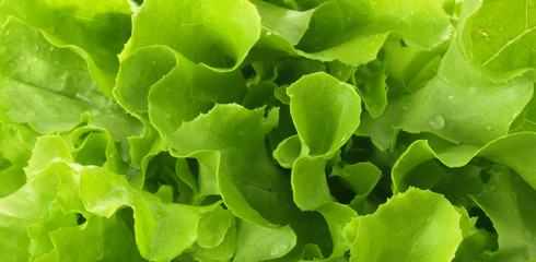 Photo of green lettuce - obrazy, fototapety, plakaty