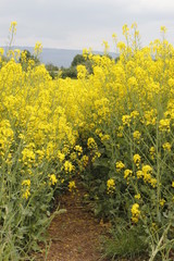 rapeseed field