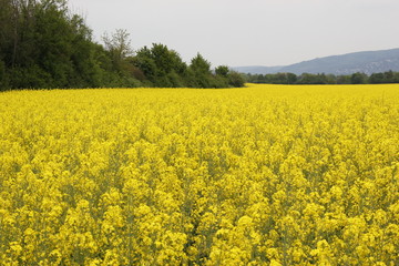 Obraz premium rapeseed field