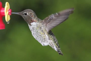 Male Annas Hummingbird (Calypte anna)
