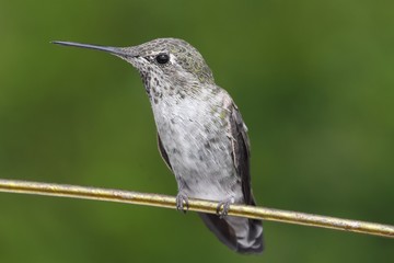 Annas Hummingbird (Calypte anna) on a wire