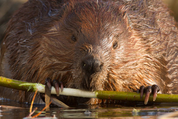 beaver © TSpider