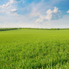 Obraz premium green field and blue sky with clouds