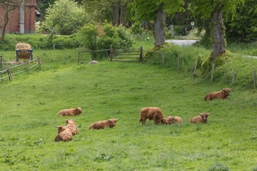 Aussiedlerhof mit Wiese und Red Gallowayrindern