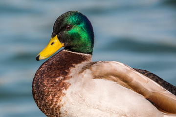 Ente