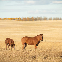 horse
