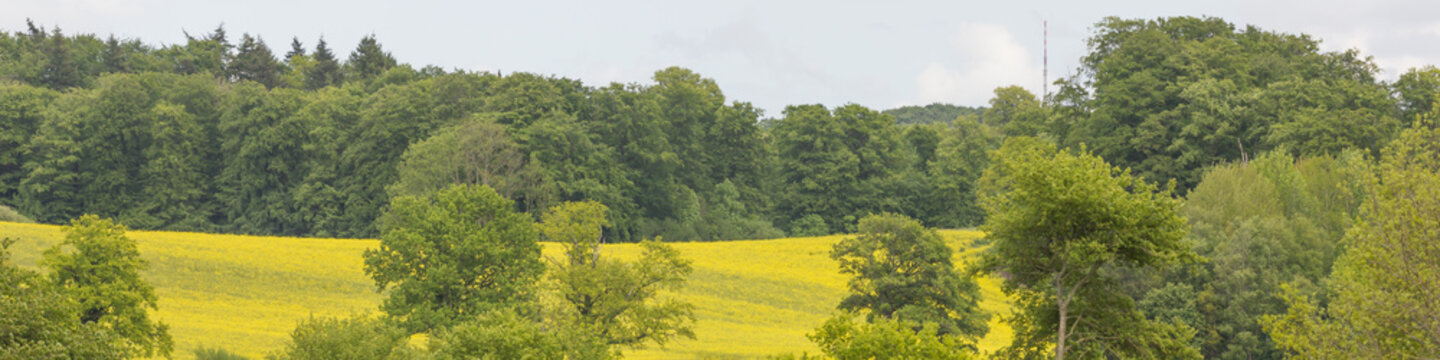 Rapsfeld zwischen Wald und B&auml;umen