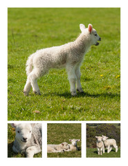 collage with newborn lambs