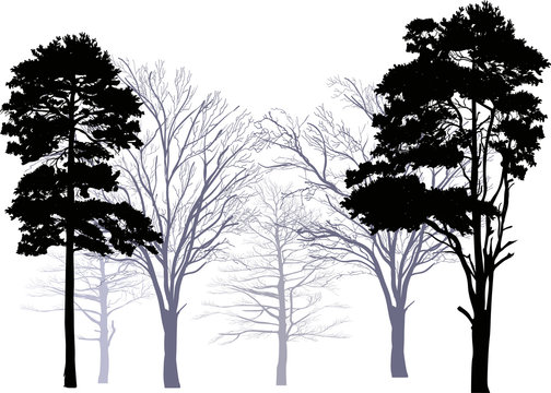 pines and bare trees forest isolated on white