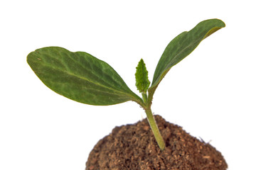 Young plant growing in a soil on white background