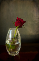 Still life in chiaroscuro, single red rose in a glass vase with reflections