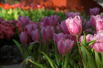 Obraz premium pink tulips flower blooming in garden
