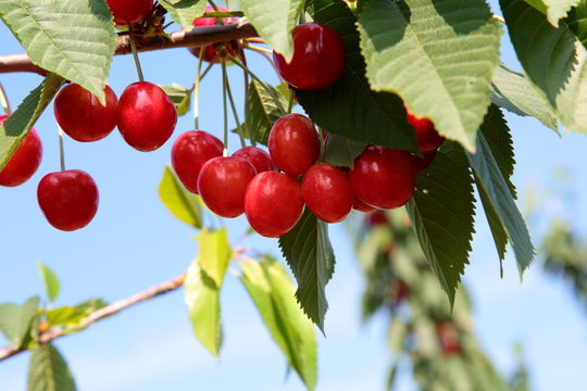 cherries (prunus avium)
