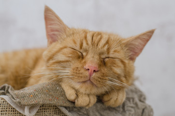 Katze