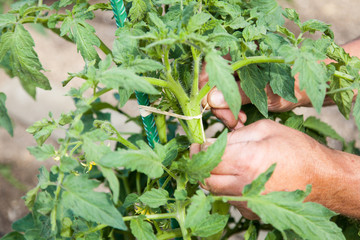 Ligature pied de tomate