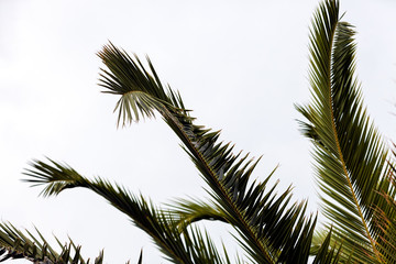 Fototapeta na wymiar Palm tree detail